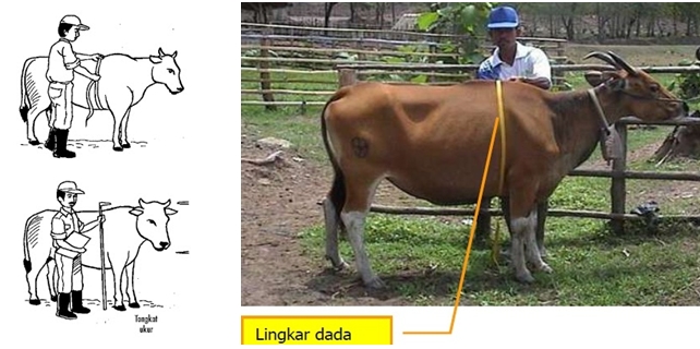 foto cara menghitung bobot badan sapi