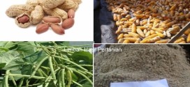 manfaat-limbah-pertanian-untuk-pakan-ternak