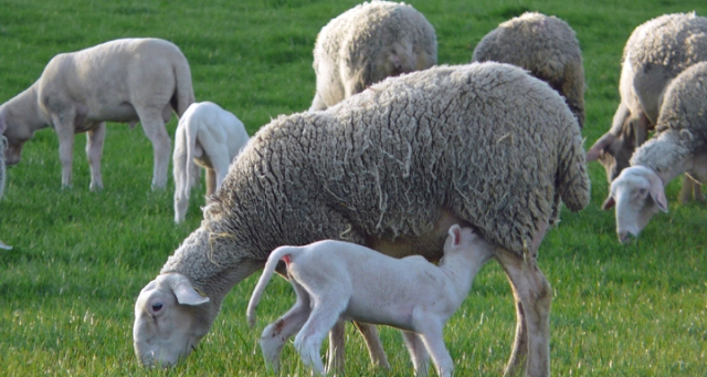 cara menentukan masa kawin domba