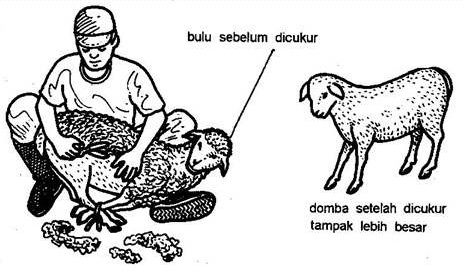 cara merawat domba