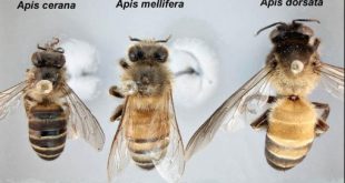 jenis lebah madu
