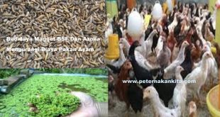 Maggot BSF Dan Azolla Untuk Hemat Pakan Ayam