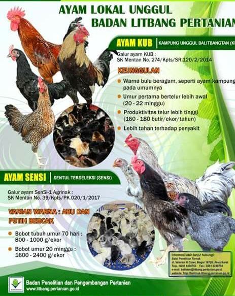 Ayam Kampung Unggul Balitbangtan ( KUB ) 2