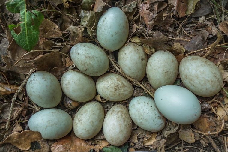 cara pengawetan telur bebek mentah