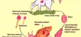 penyakit cacing