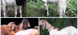 memilih bibit kambing