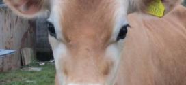 perlakuan bakalan saat sapi tiba di kandang