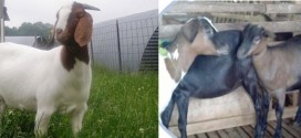 Kambing-potong-kambing-boerka