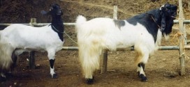beternak-kambing-etawa