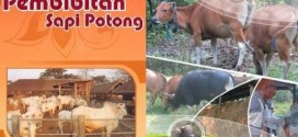 pembibitan sapi potong