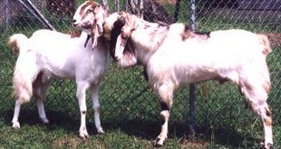 pengetahuan manajemen ternak kambing