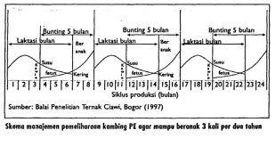manajemen pemeliharaan kambing pe