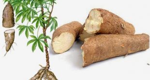 cara fermentasi singkong