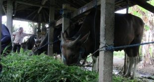 pakan sapi bali