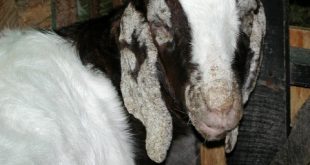 Cara mengobati penyakit kudis pada kambing