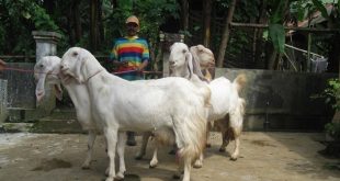 Ciri Kambing PE Mandul