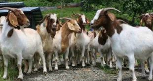 Analisis Usaha Penggemukan Kambing Potong
