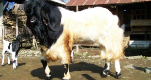 Tujuan beternak kambing PE