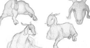 penyakit kejang pada kambing