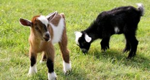 penyakit sembelit pada kambing