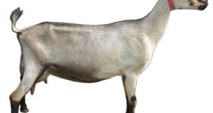 penyebab keguguran pada kambing