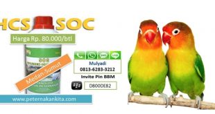 Cara Penggunaan SOC untuk Burung Lovebird