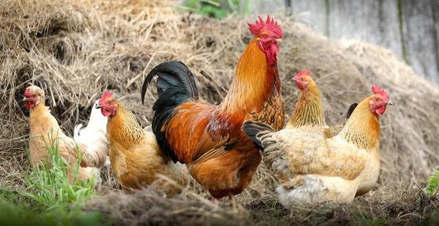Cara Membuat Ayam Tua Bertelur Lagi - Teknologi Solusi Dunia Peternakan