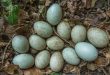 cara pengawetan telur bebek mentah